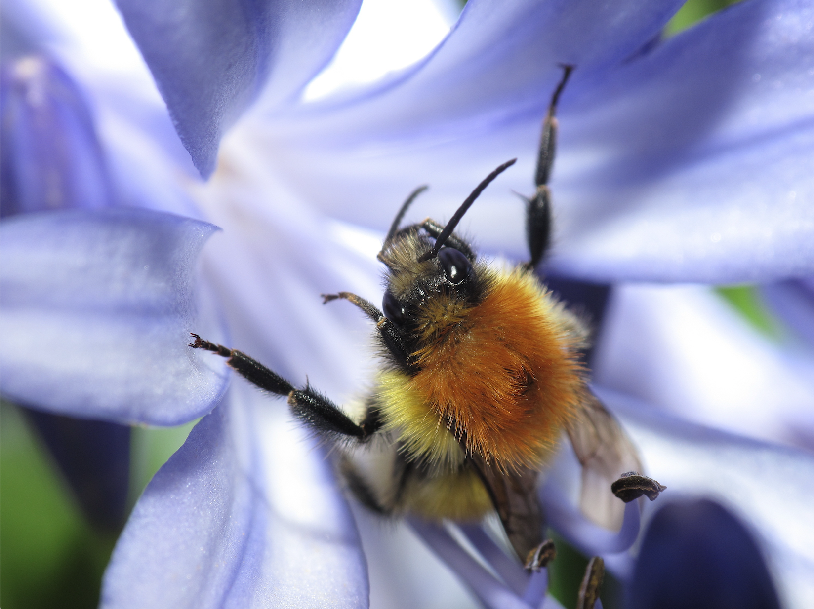 REVIEW OF IPBES ASSESSMENTS OPEN!