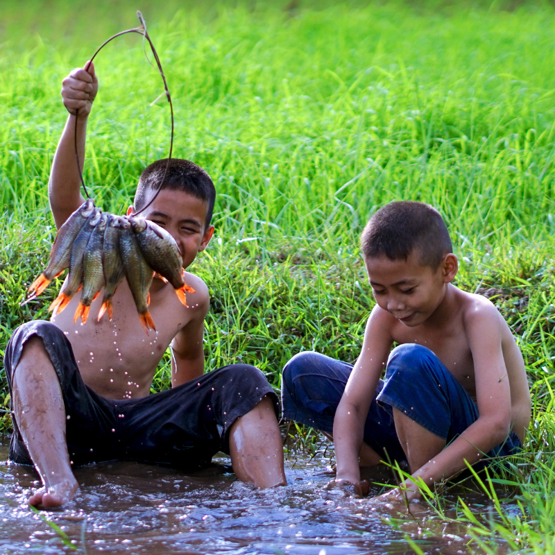 To drenge fanger fisk i et en dam i Thailand.