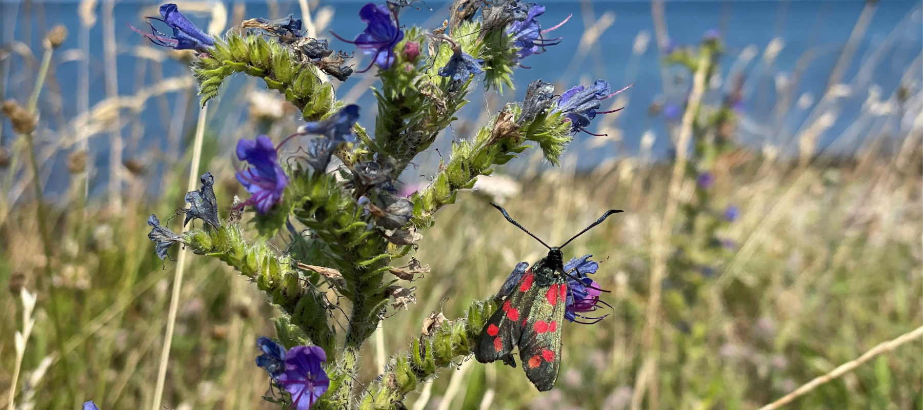 Køllesværmer på blomstrende slangehovede.